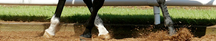 Bay Area Equine Holistic Veterinary Medicine